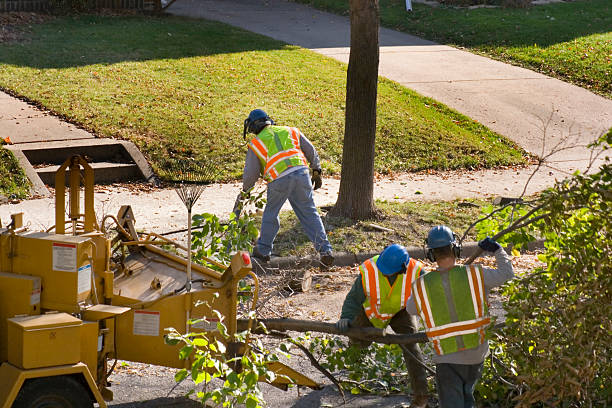 Best Hedge Trimming  in Davis, OK